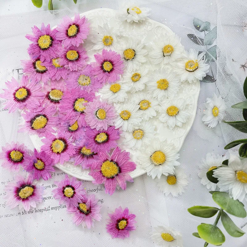 24pcs/2-4CM, 자연 누르면 꽃 꽃잎, 진짜 말 - Home Decor Daisy 리뷰 및 가격